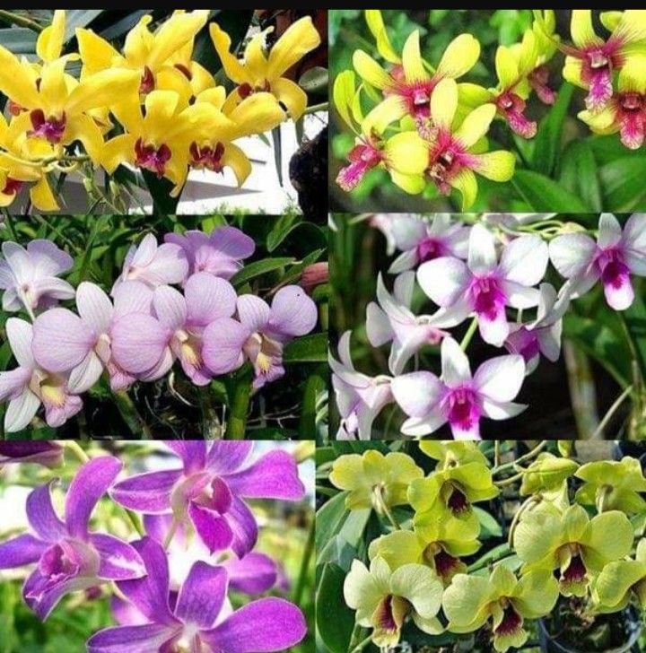 DENRO CÂY GIỐNG NHIỀU MÀU