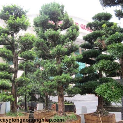 GIỐNG CÂY TÙNG LA HÁN