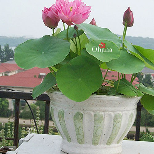 Hạt Giống Hoa Sen Mini Nhật Bản