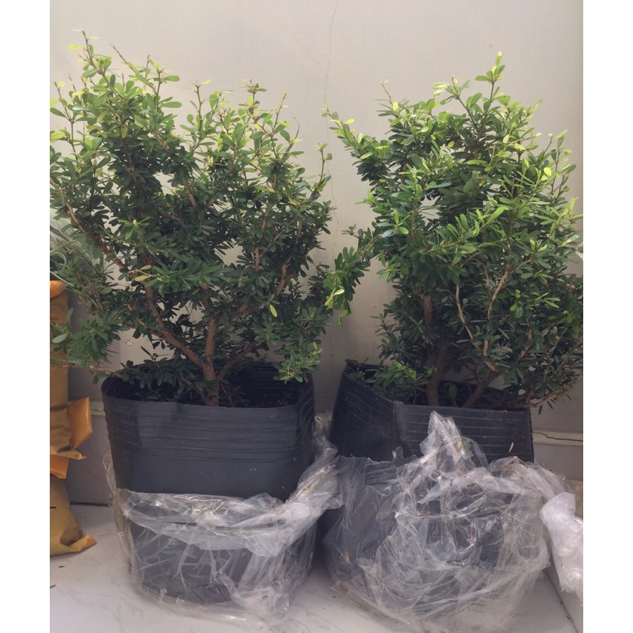Cây Linh Sam - cây cảnh mini - cây cảnh để bàn - caykiengsadec
