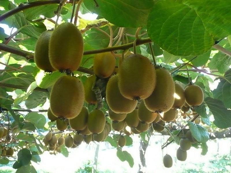 [HCM]Gói 30 hạt giống KIWI ruột xanh