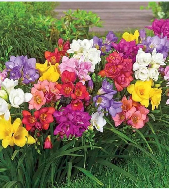 Combo 4 củ giống hoa lan nam phi nhiều màu ( kèm 4 viên nén xơ dừa ươm củ )