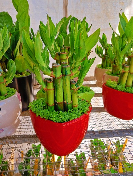 Chậu trúc Phát tài mini mix cỏ may mắn