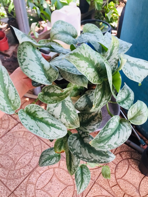 Cây trầu bà pháp - Cây cảnh trong nhà