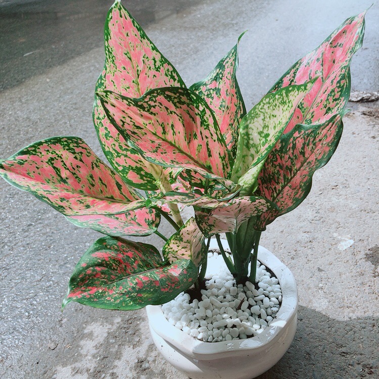 Chậu vạn lộc