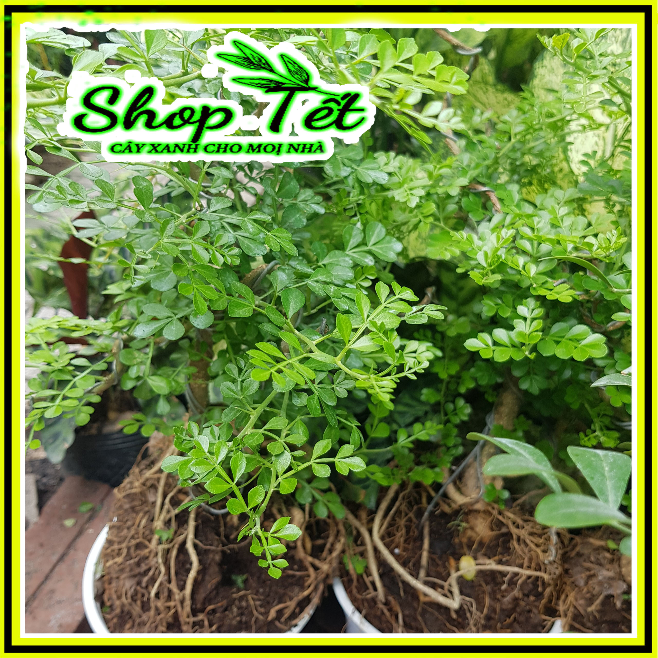 Cây cần thăng, cây cần thăng bonsai, cây bon sai 5