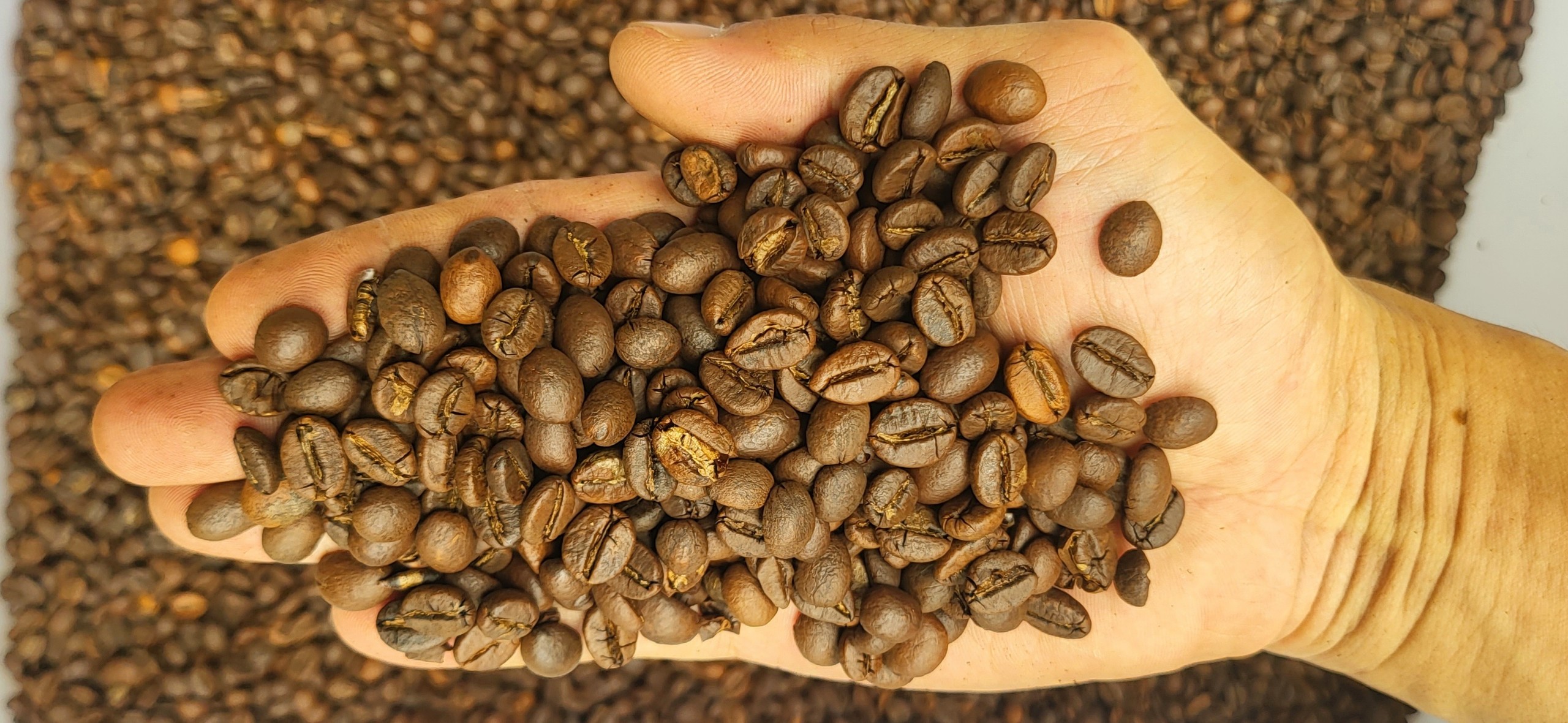hạt cafe moka robusta rang mộc pha máy hoặc phin