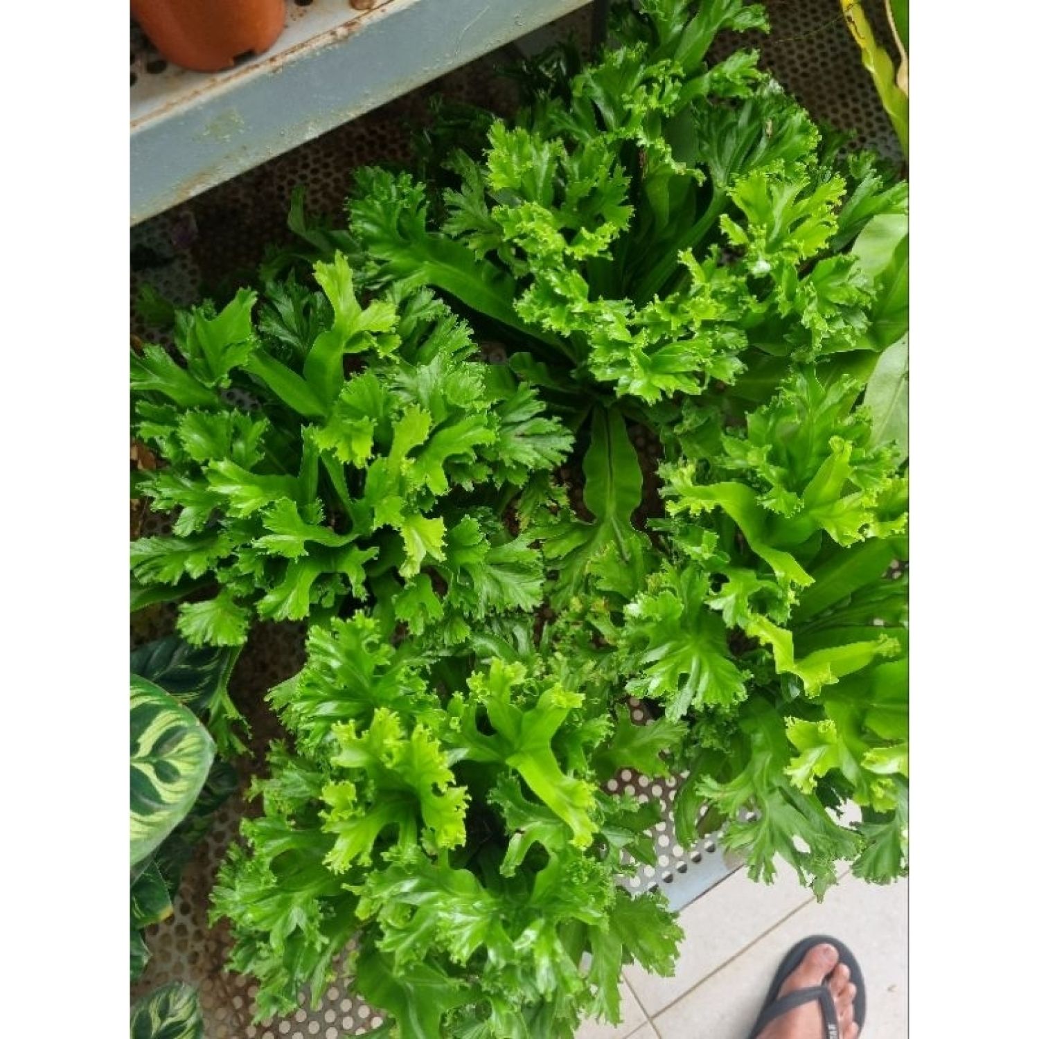 Cây dương xỉ đuôi phụng