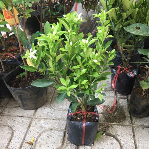 Cây tắc giống ( cây quất)