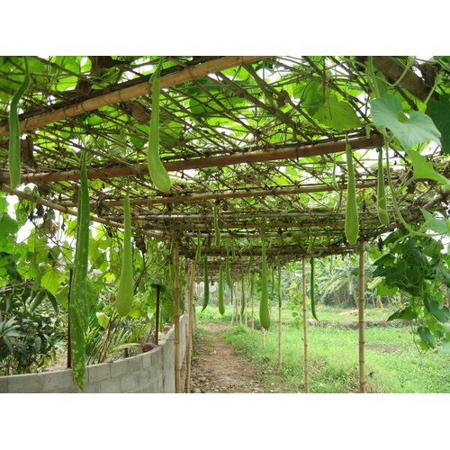 HẠT GIỐNG BẦU SAO QUÊ QUẢ DÀI GÓI 10 Hạt