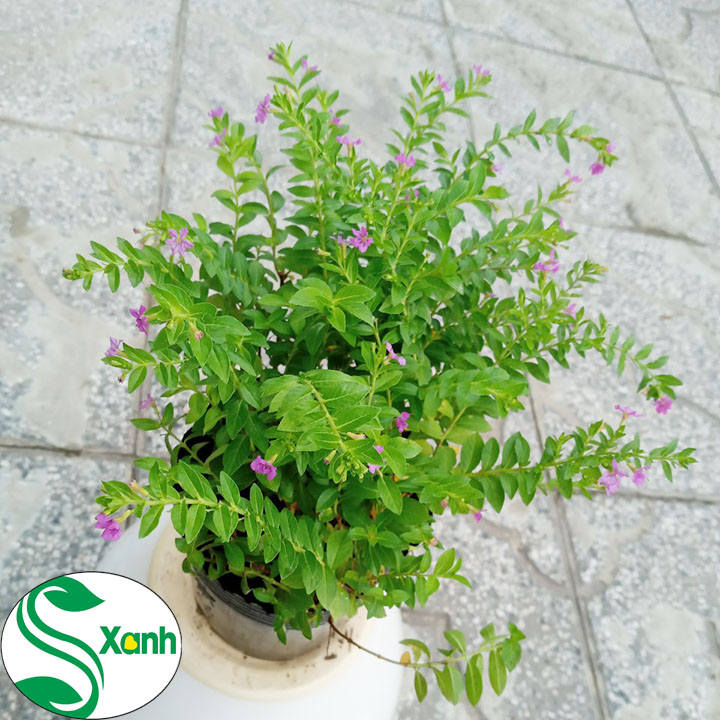 Hoa cây cảnh Cẩm Tú Mai