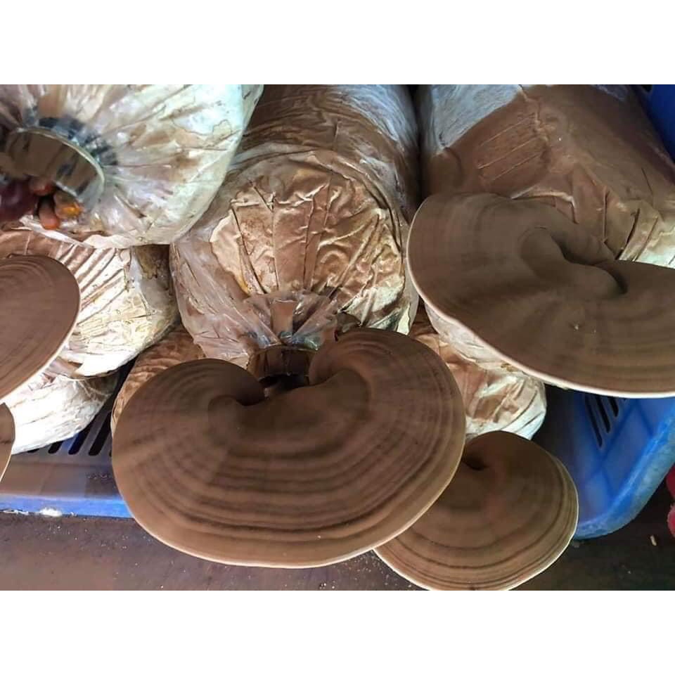 Phôi nấm Linh chi và Mộc Nhĩ (9 Linh chi và 9 Mộc nhĩ)