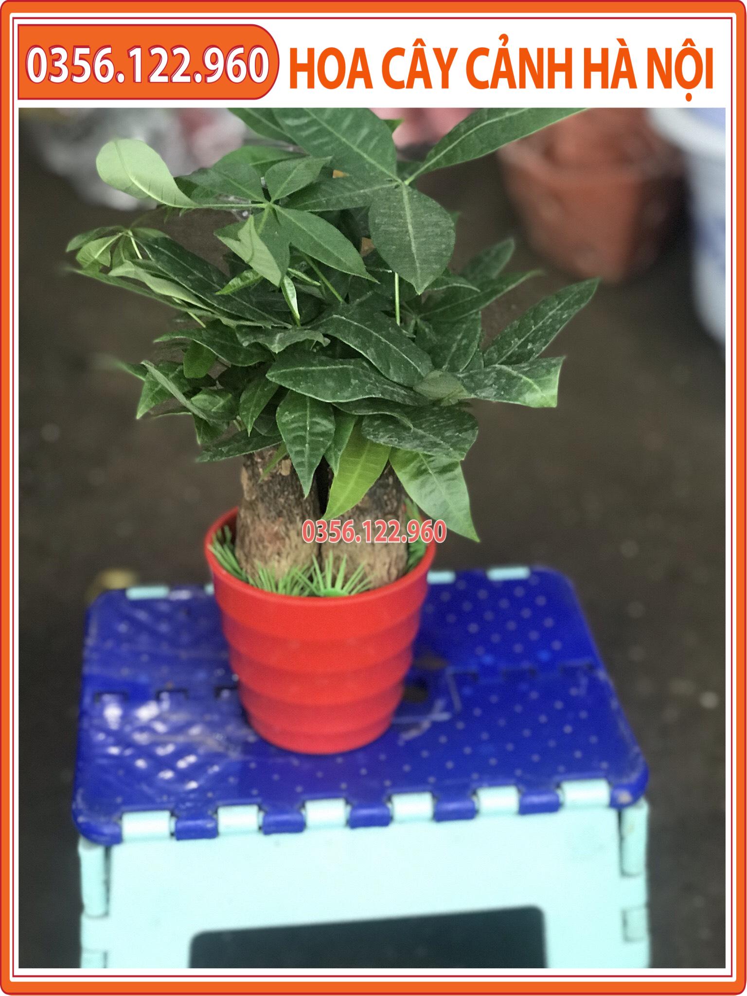 Chậu cây kim ngân để bàn 3 thân