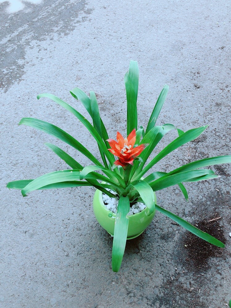 Cây Phong Lộc Hoa Chậu Sứ Xanh
