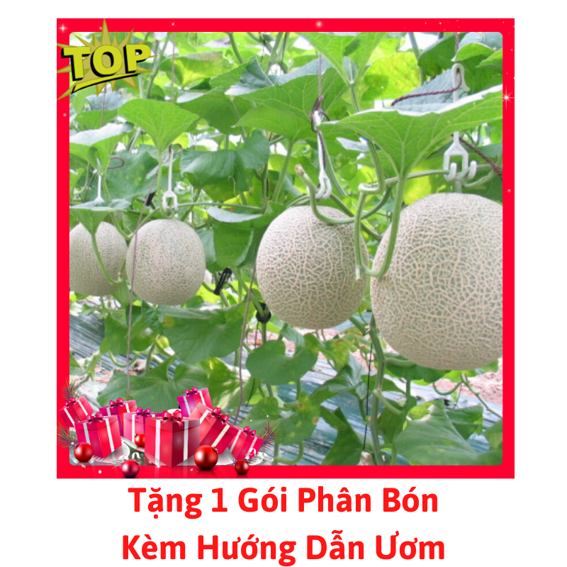 [Lấy mã giảm thêm 30%] Gói Hạt Giống Dưa Lưới Xanh