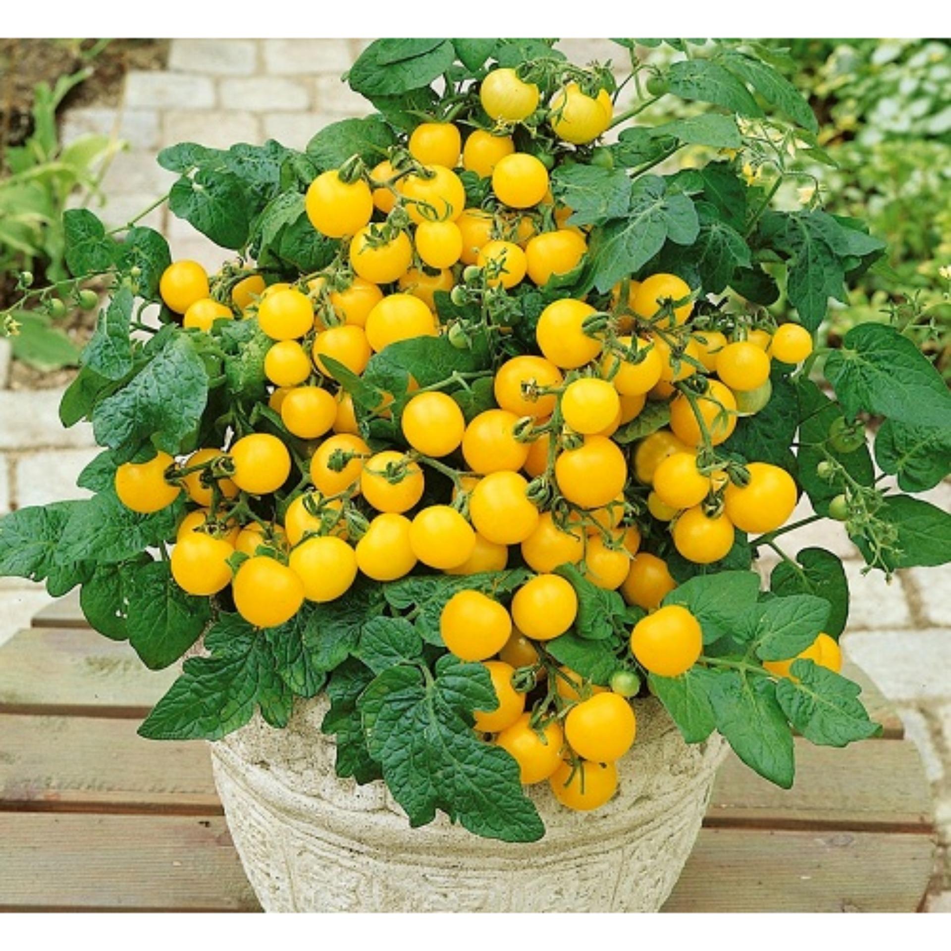 30 Hạt giống Cà chua bi lùn vàng (tặng Kích nẩy mầm, Hướng dẫn ươm)