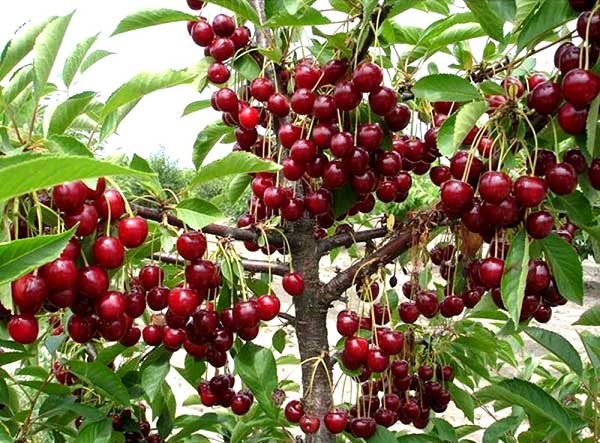 Hạt giống cherry