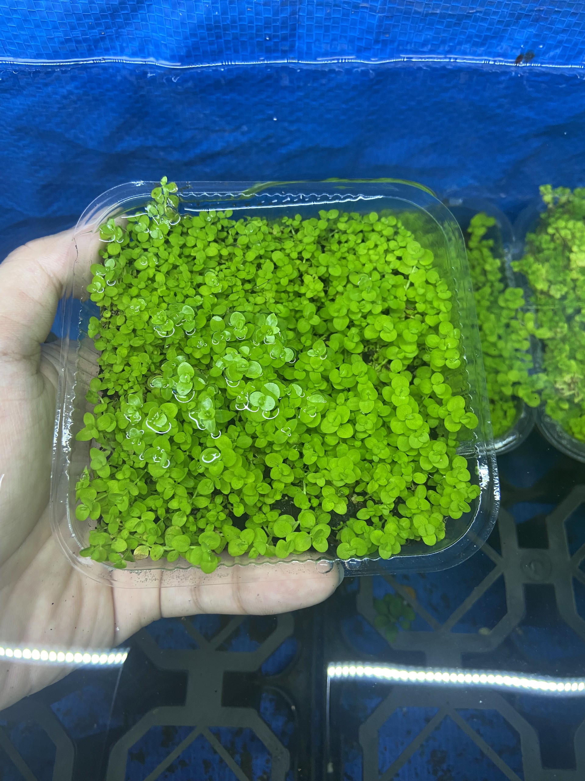 Trân châu ngọc trai lá nước