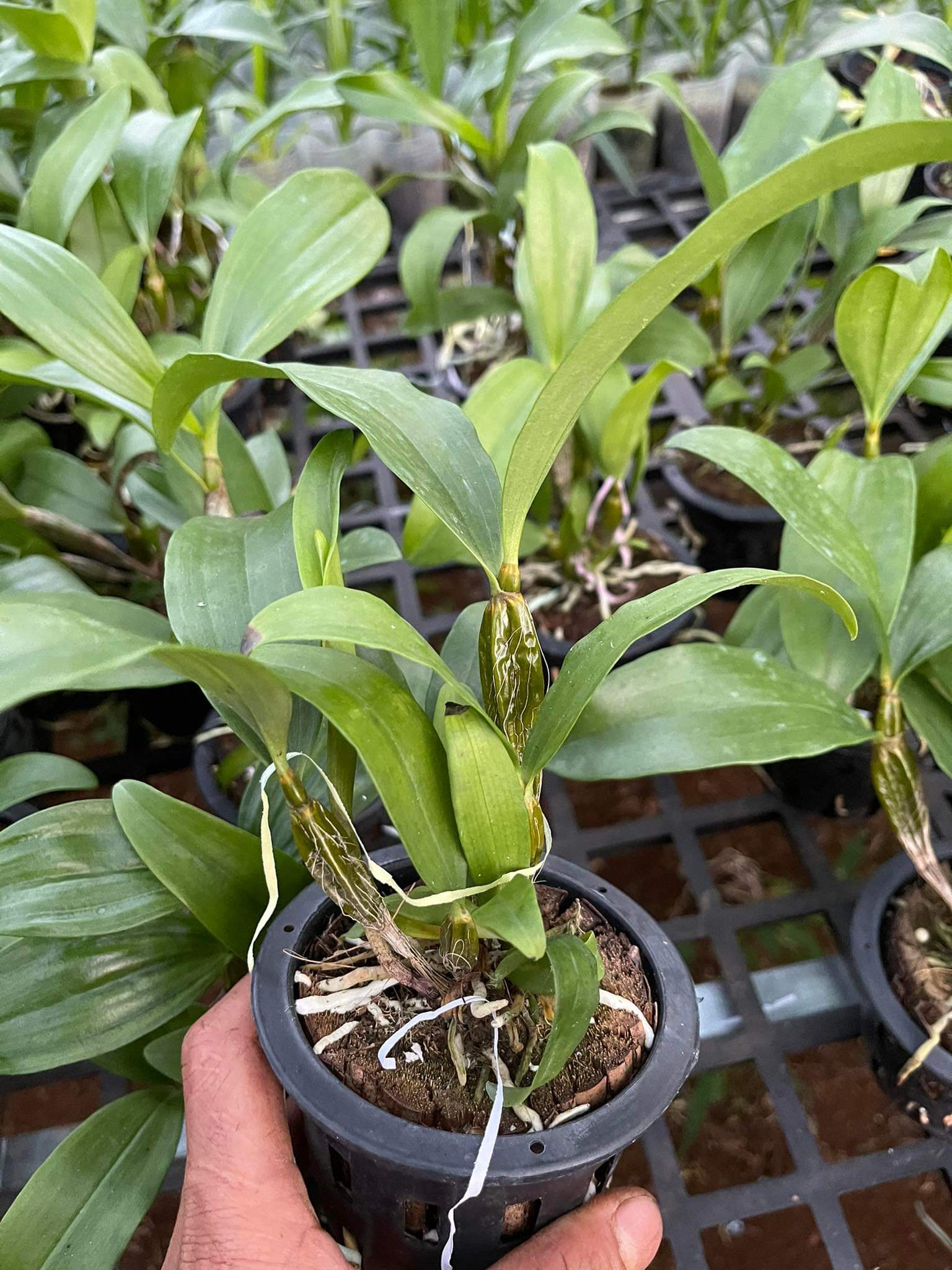 [Giá hủy diệt] kiều trắng lai kiều tím chậu trưởng thành