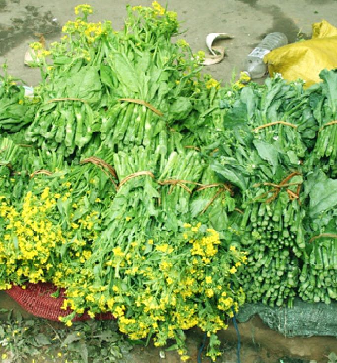Hạt giống Rau Cải Ngồng Mập Xanh ( 20 gram/gói ) - VTNN2