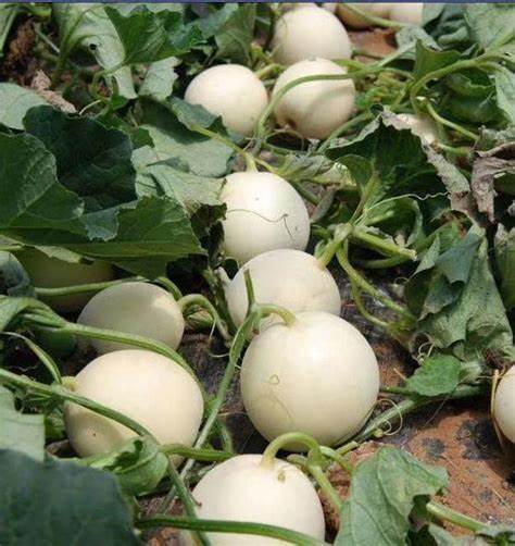 Hạt Giống Dưa Lê Bạch Tuyêt Quả Mọng (Gói 10 Hạt) - Dễ Trồng, Siêu Mọng