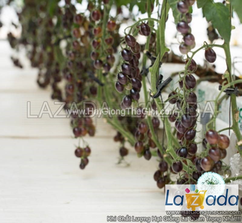 25.HAT Hạt Giống Cà Chua Nho Đen TG208 (KL| C4*W33)