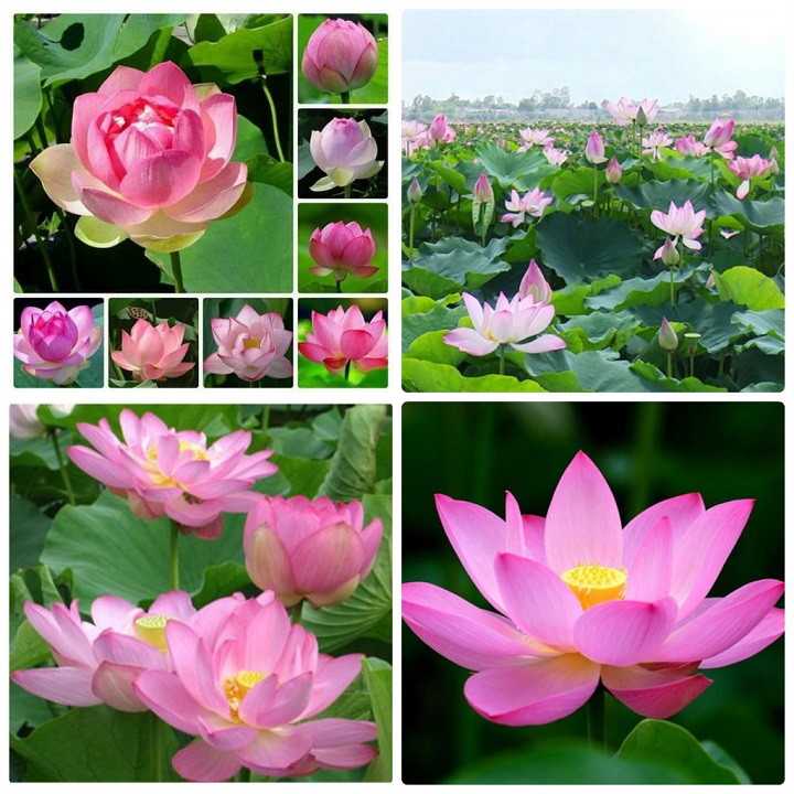 Hạt Giống Hoa Sen Lớn - Sen Ta - Gói 10 Hạt
