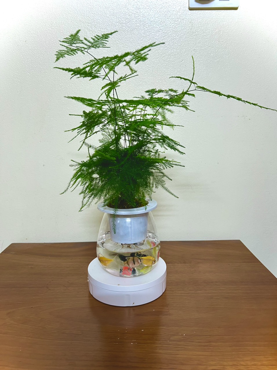 Cây thuỷ tùng thuỷ sinh (ảnh thật)