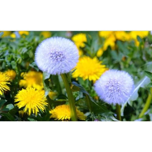 Hạt giống hoa bồ công anh - 1 gói 100 hạt