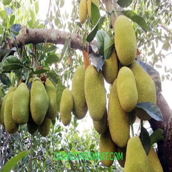 Cây giống mít thái siêu sớm