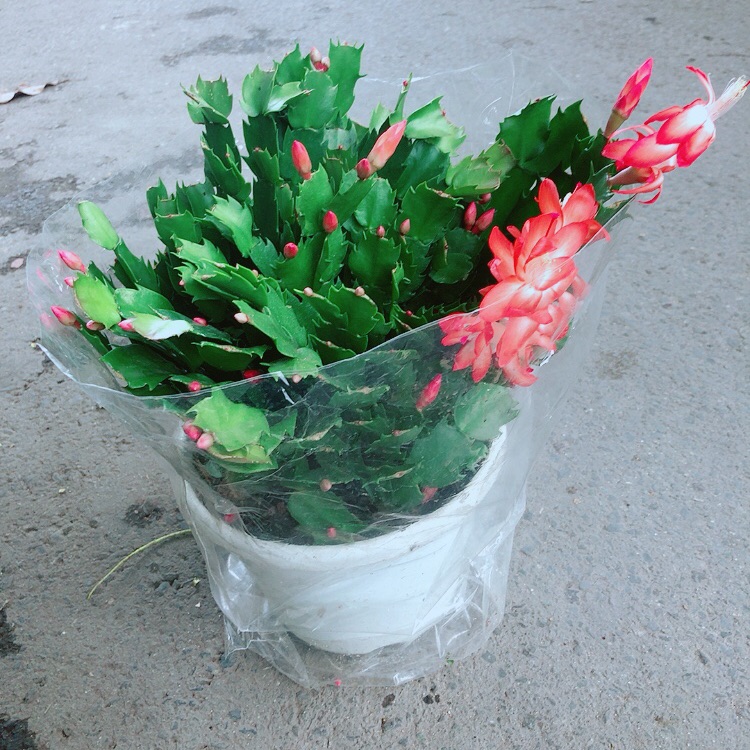Chậu Hoa Tiểu Quỳnh