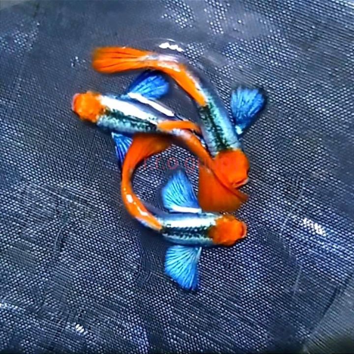 dumb0 koi guppy -7 màu trang trí hồ