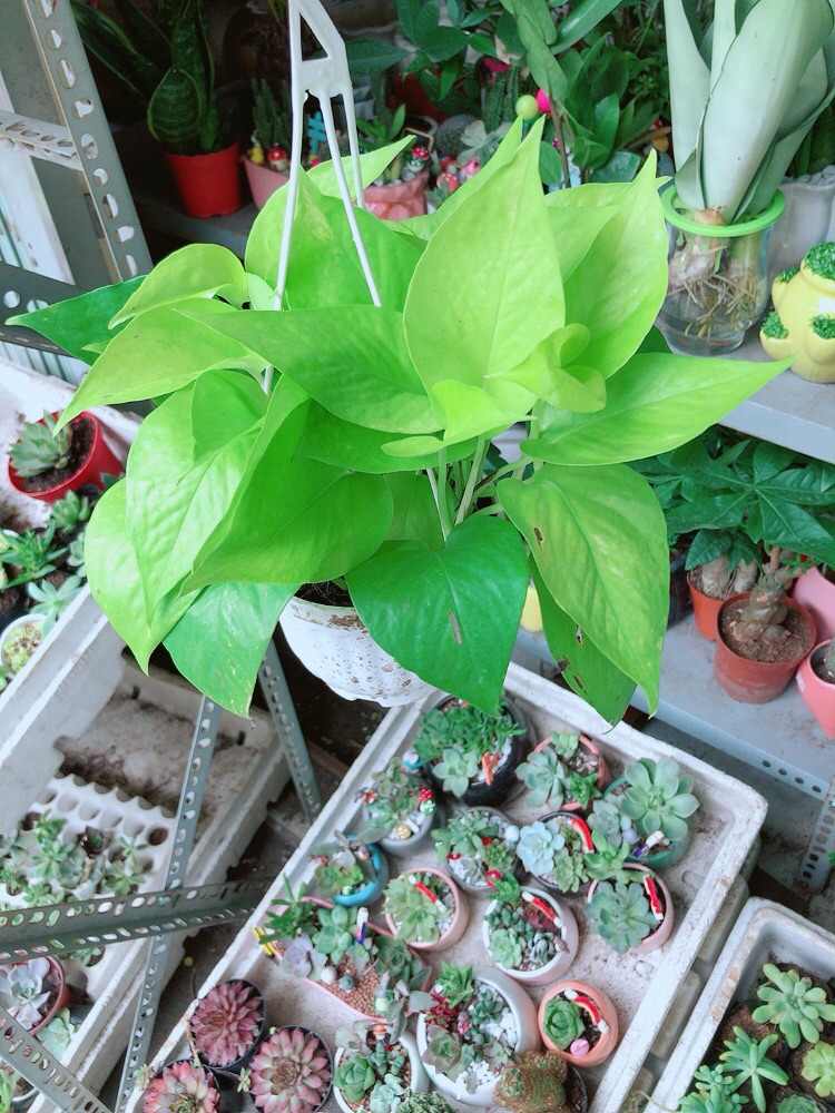 Chậu Trầu Bà Thái Vàng