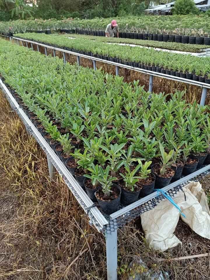 [HCM]Cây sứ bo gieo hạt sứ con 15~20cm