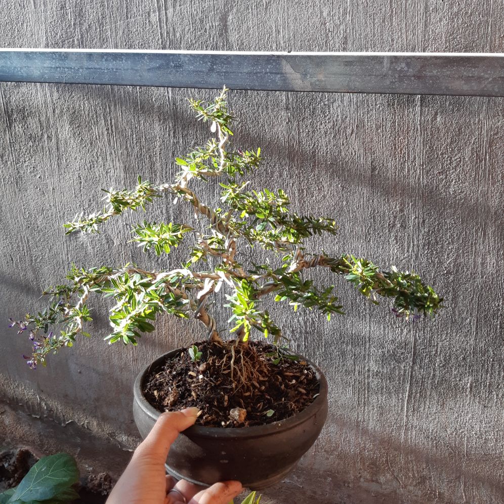 linh sam bonsai chậu đẹp