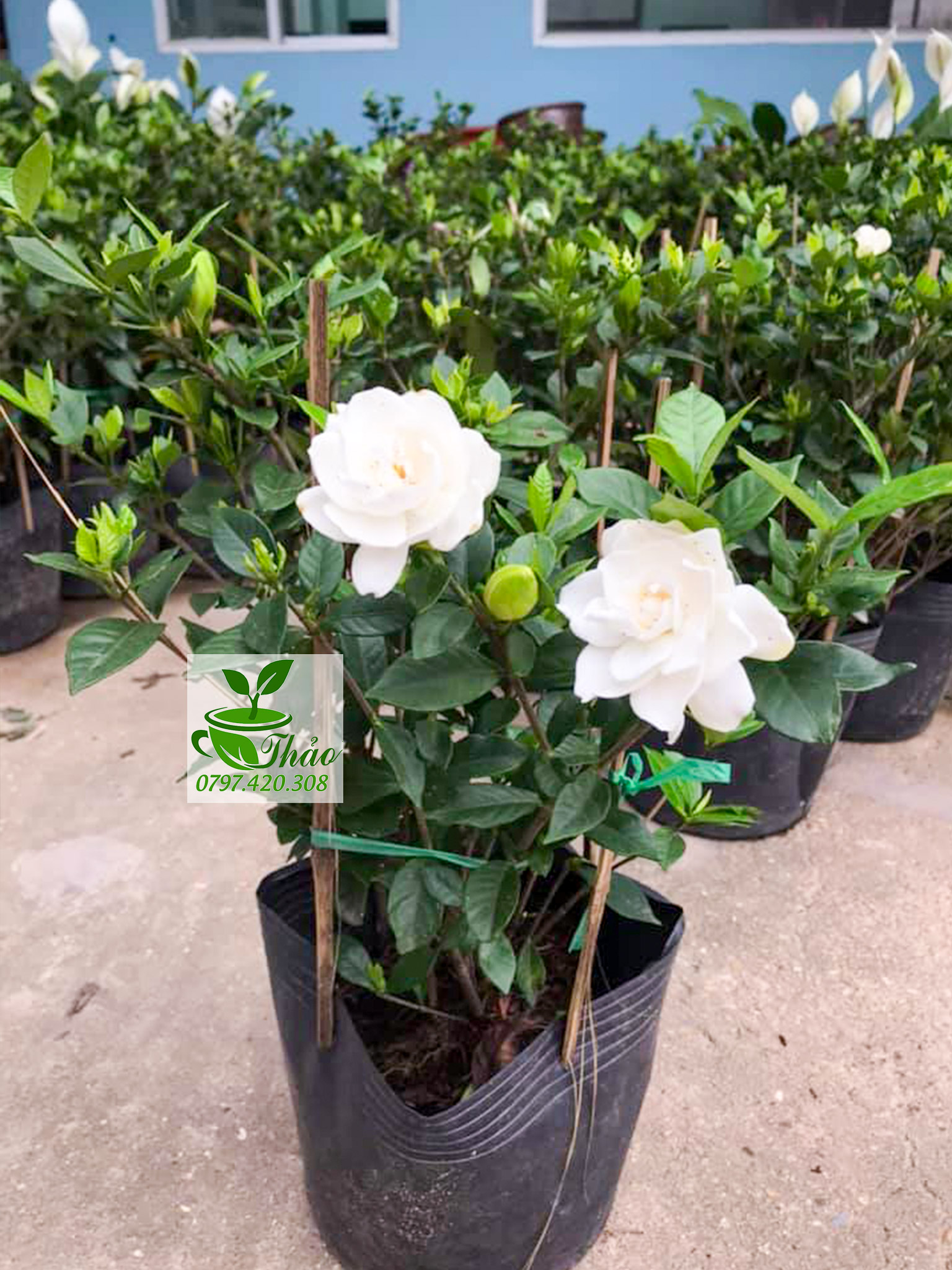 Cây lài tiểu thư trồng sân vườn hoa siêu thơm