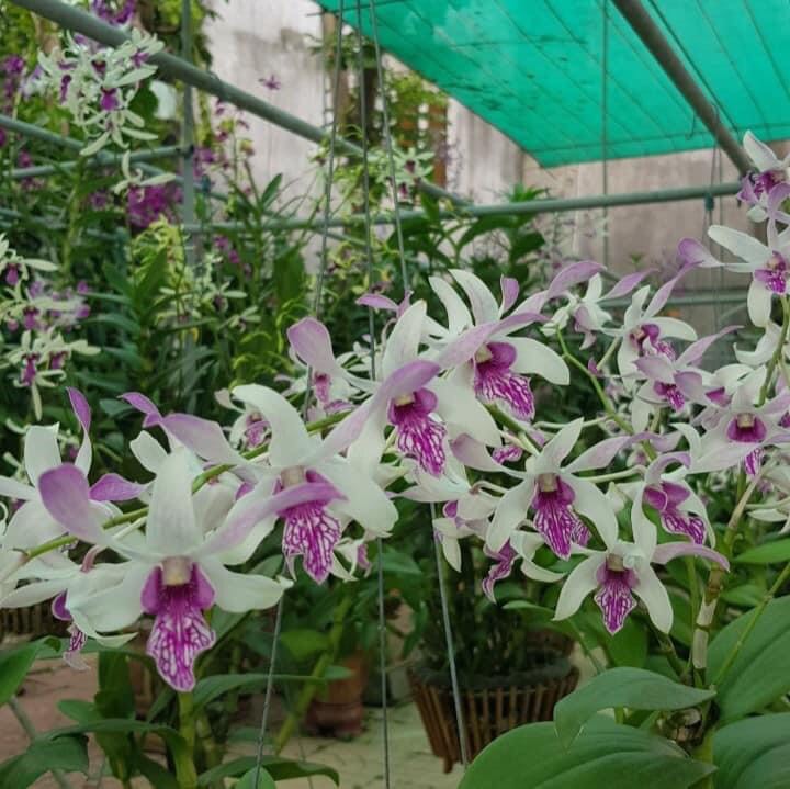 Hoa lan denro nắng thơm Urawan