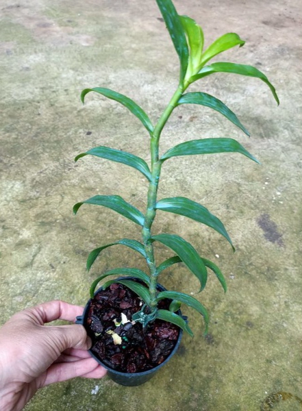 Cây giống hoa lan Ám Mắt Đỏ Phân Thùy