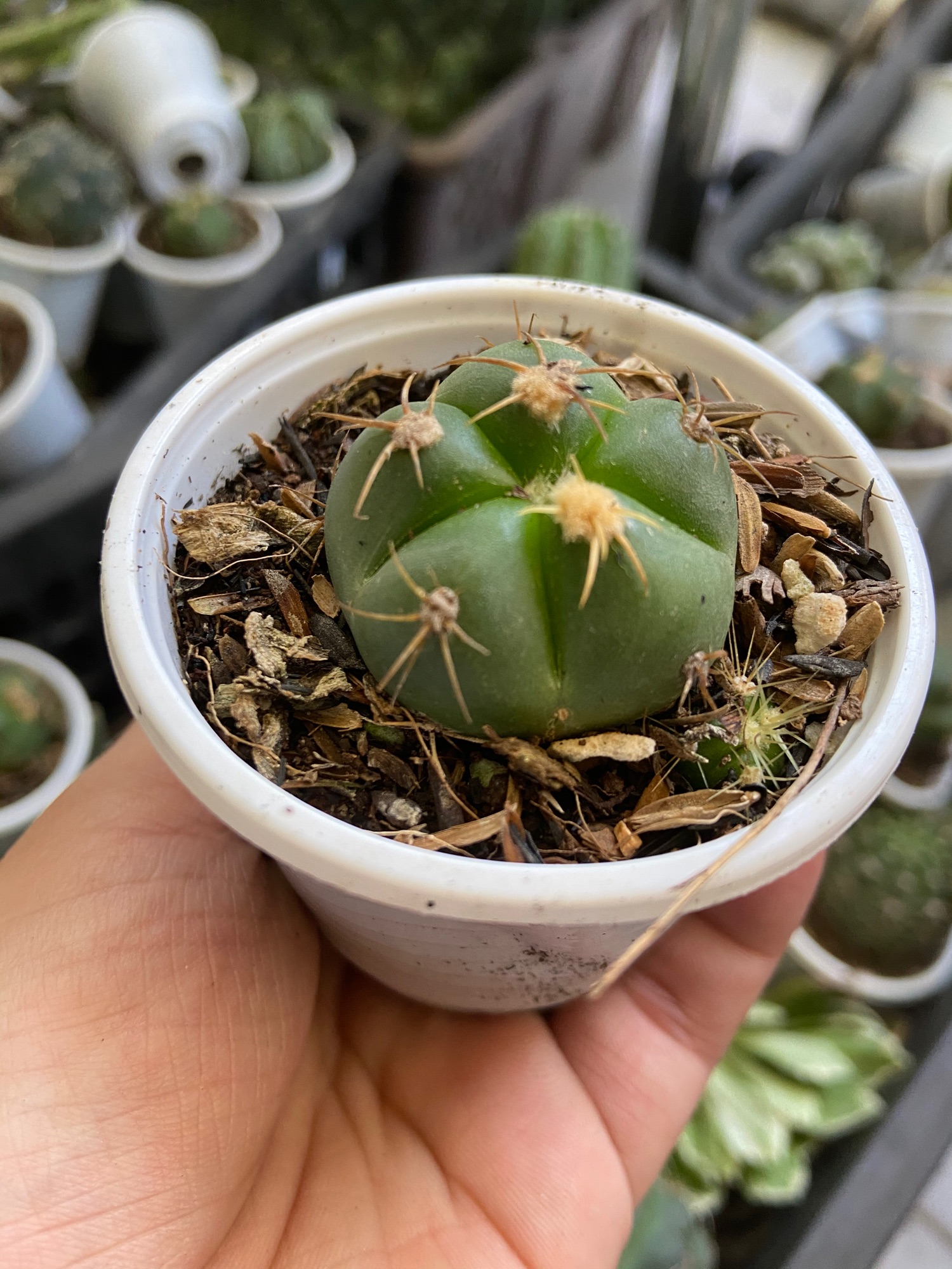 Xương Rồng Bánh Bao