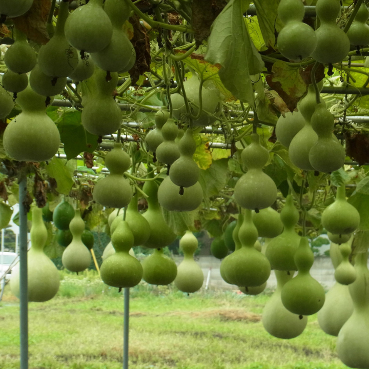 Hạt giống bầu hồ lô - gói 10 hạt