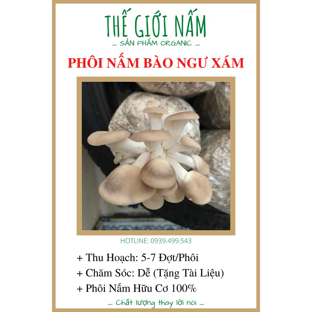 Phôi Nấm Bào Ngư Xám (9 Phôi) [Cantho Farm]