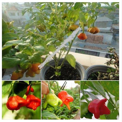 Hạt giống ớt chuông gió ( ớt hoa hồng ) 20 hạt/gói