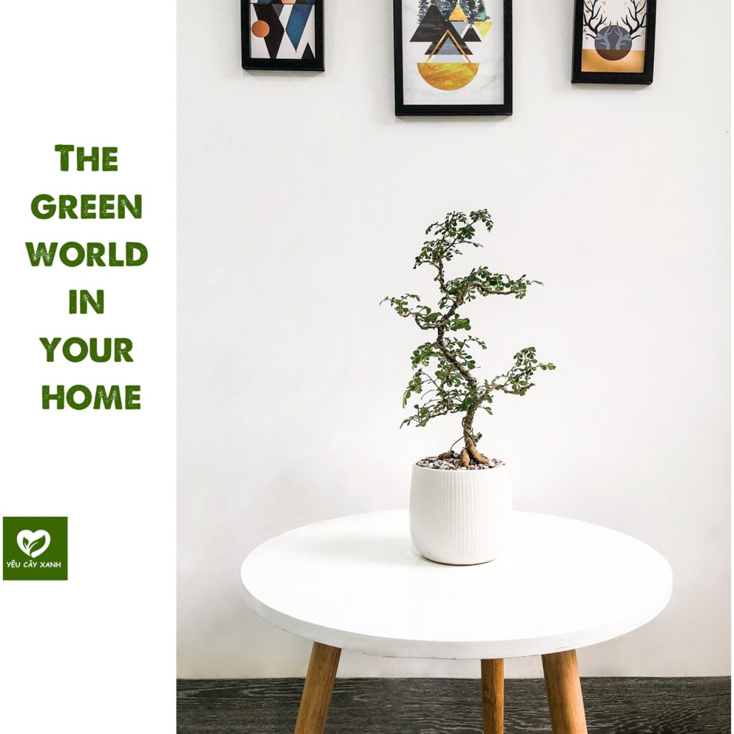 Cây Cần Thăng Bonsai mini để bàn
