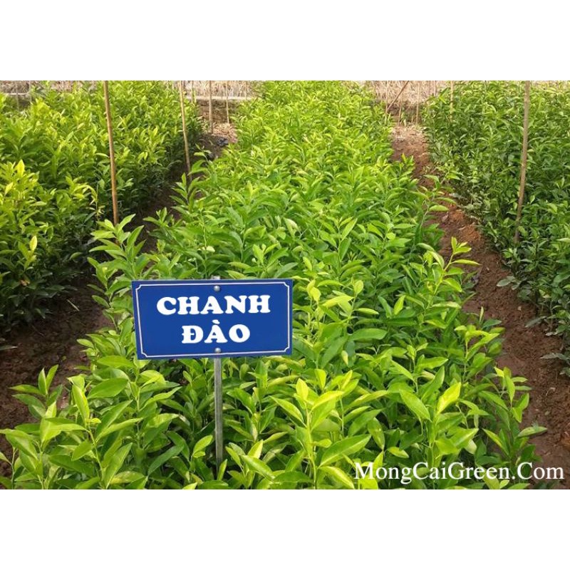 CÂY GIỐNG CHANH ĐÀO (SIÊU SỚM) (cây giống siêu sớm có bảo hành )