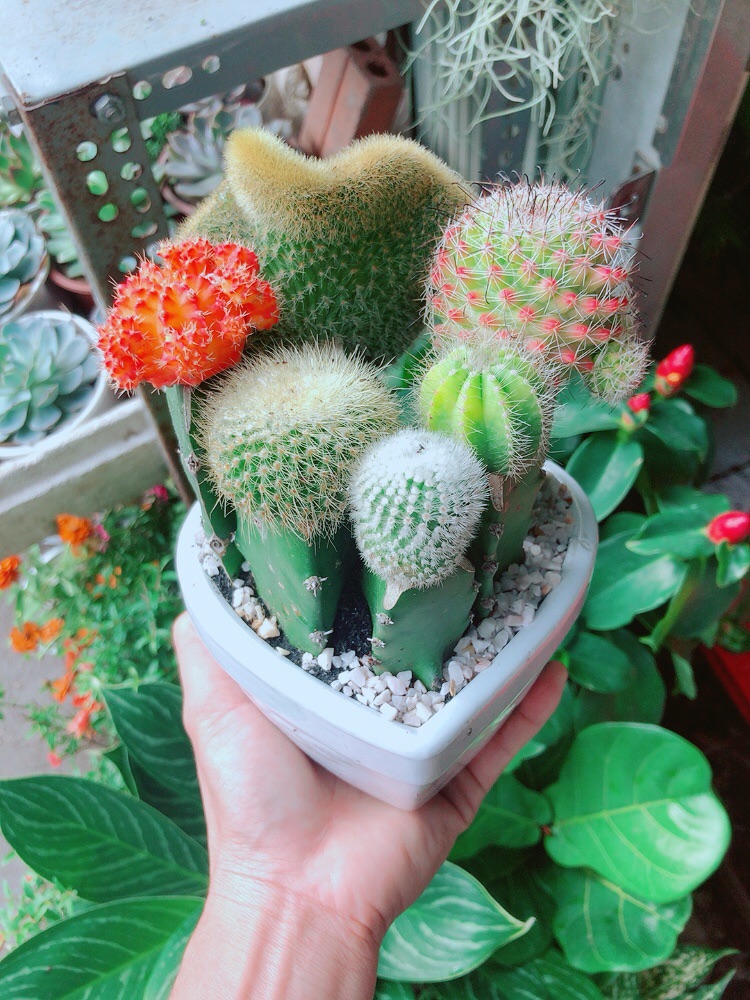[HCM]Chậu Cây Xương Rồng Mix