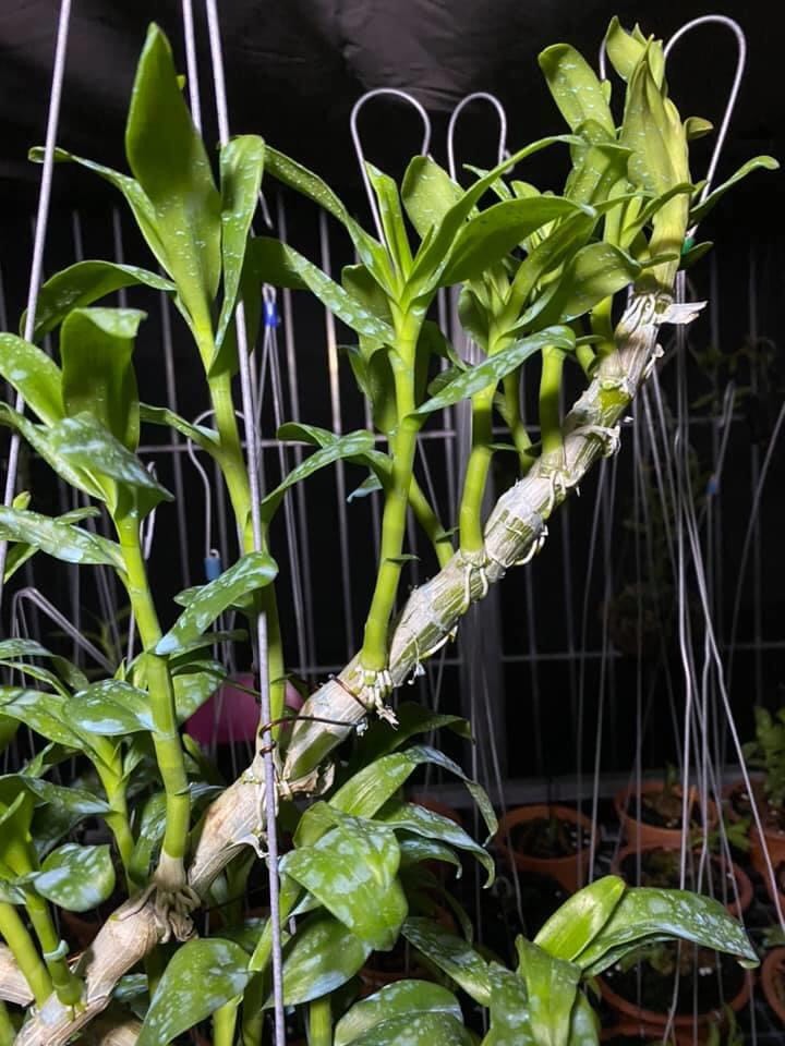 Phân bón Mỹ  NANOMIN cho hoa lan