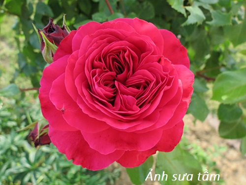 Hoa hồng ngoại red leonardo da vinci Rose