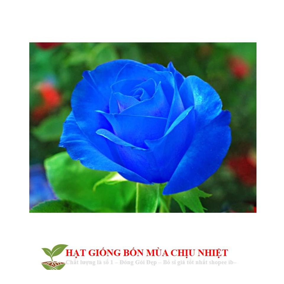 30C Hạt Giống Hoa Hồng Xanh 10H