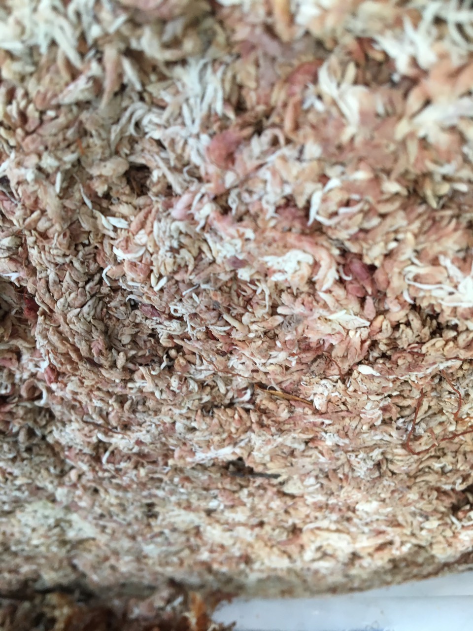 Dớn chile cọng con sâu gói 100gr