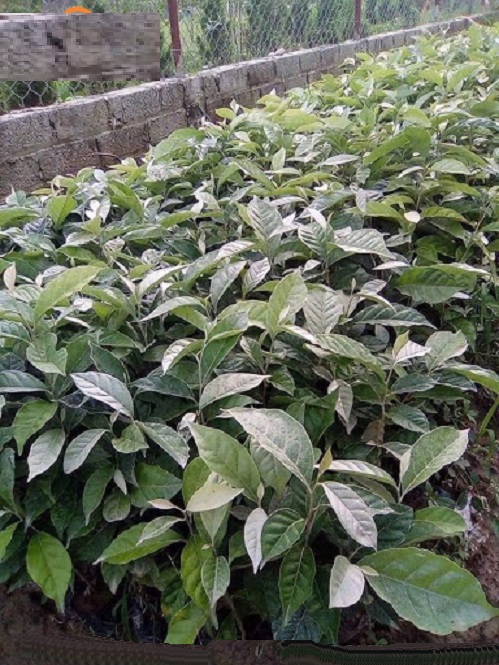 Cây NHÓT NGỌT giống